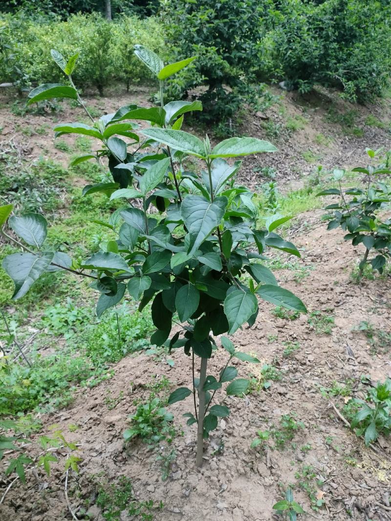 木绣球