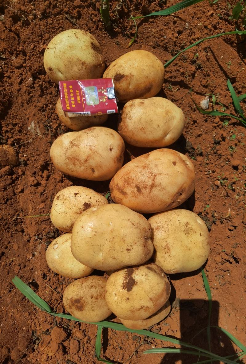 【精品】云南三亩大基地土豆丽薯六号白皮白心纯度高一级薯