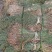田基黄，野生一手货源