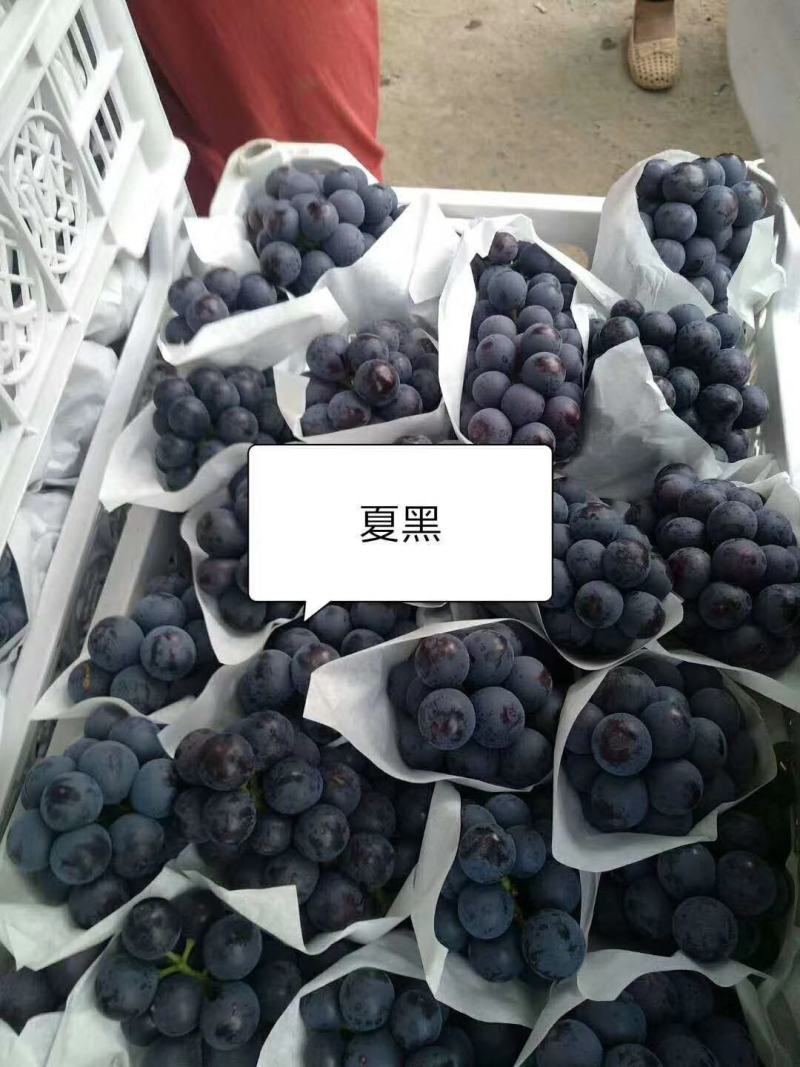 河北万亩葡萄基地夏黑葡萄已大量上市，欢迎各地前来采购