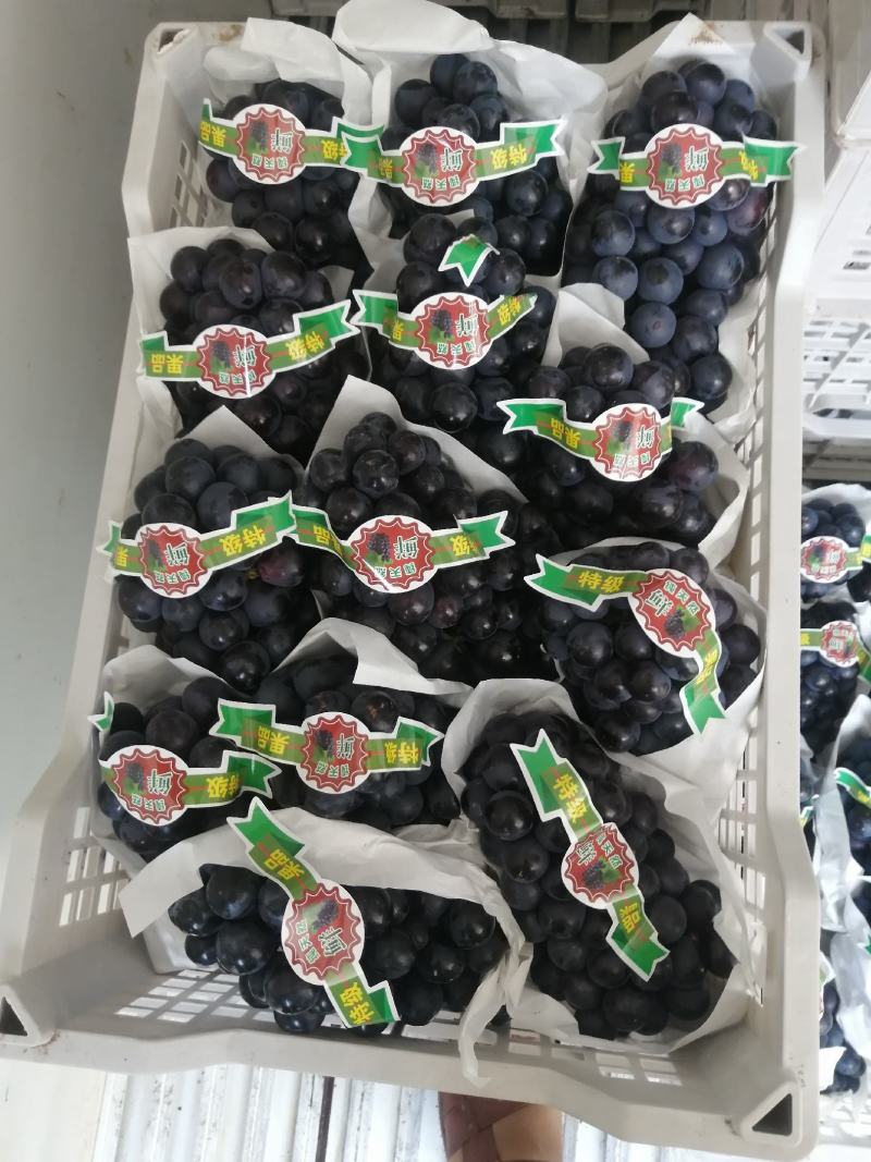 河北万亩葡萄基地夏黑葡萄已大量上市，欢迎各地前来采购