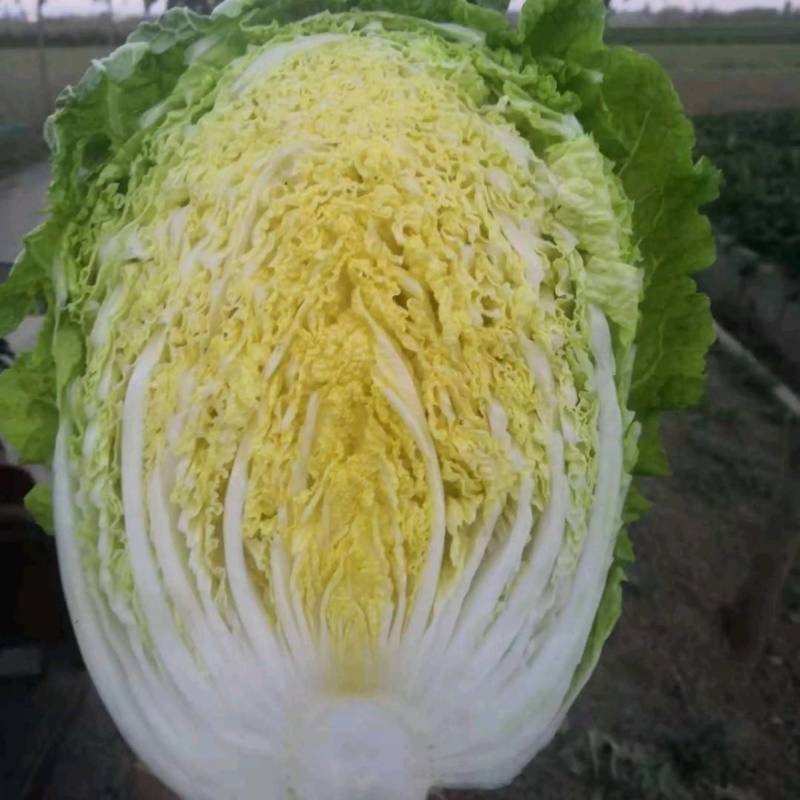 世农种苗秋宝白菜种子，秋宝韩国进口早熟黄心黄芯秋播