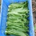 油麦菜（新鲜油麦菜现货）