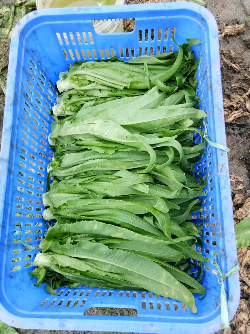 油麦菜（新鲜油麦菜现货）
