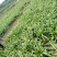 油麦菜（新鲜油麦菜现货）