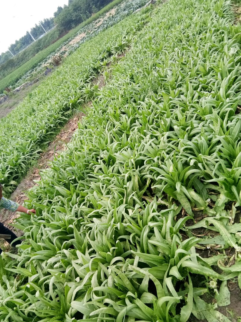 油麦菜（新鲜油麦菜现货）