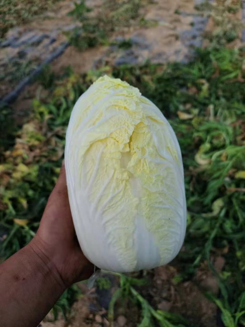 高原夏菜，产地直销精品娃娃菜，万亩基地，