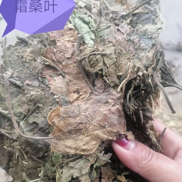 霜桑叶
