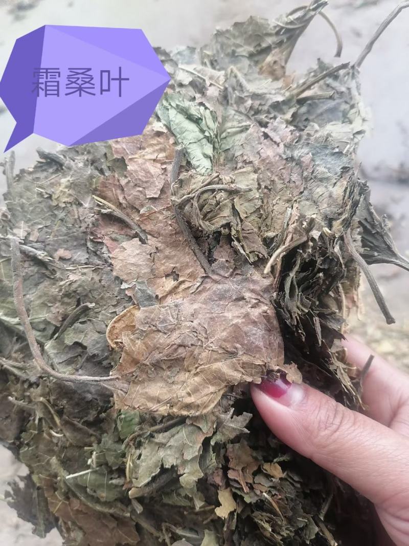 霜桑叶