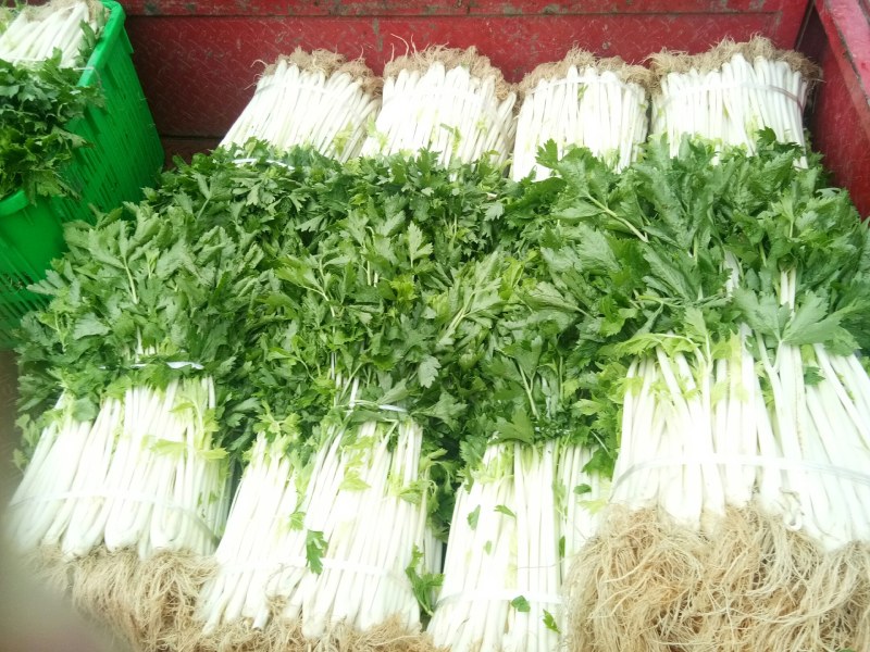 白芹菜（新鲜白芹菜实心现货供应）
