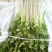 白芹菜（新鲜白芹菜实心现货供应）