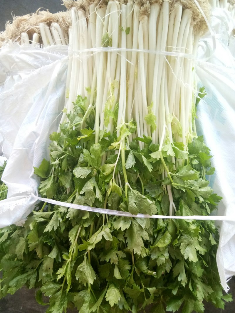 白芹菜（新鲜白芹菜实心现货供应）