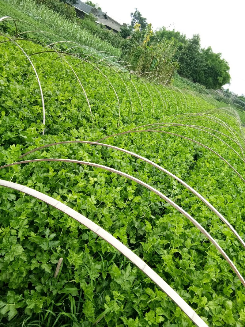 白芹菜（新鲜白芹菜实心现货供应）