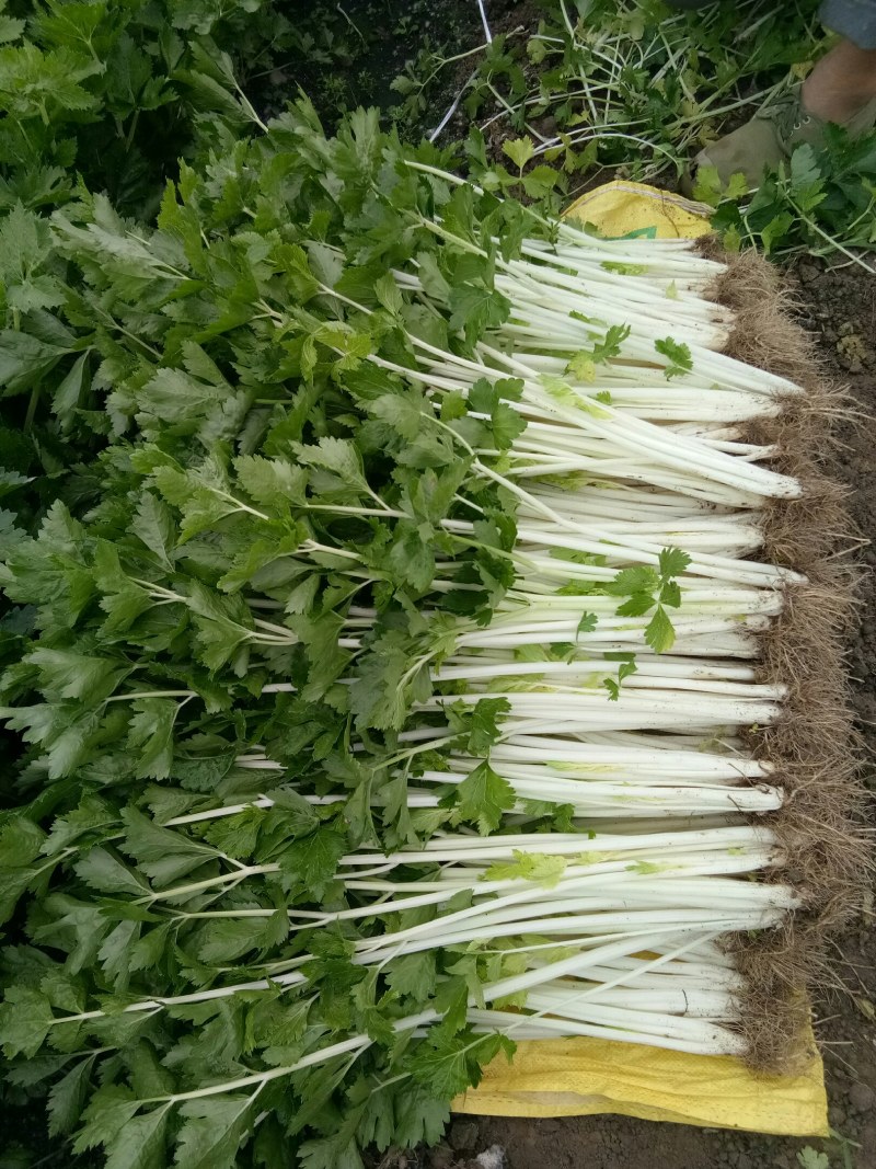 白芹菜（新鲜白芹菜实心现货供应）