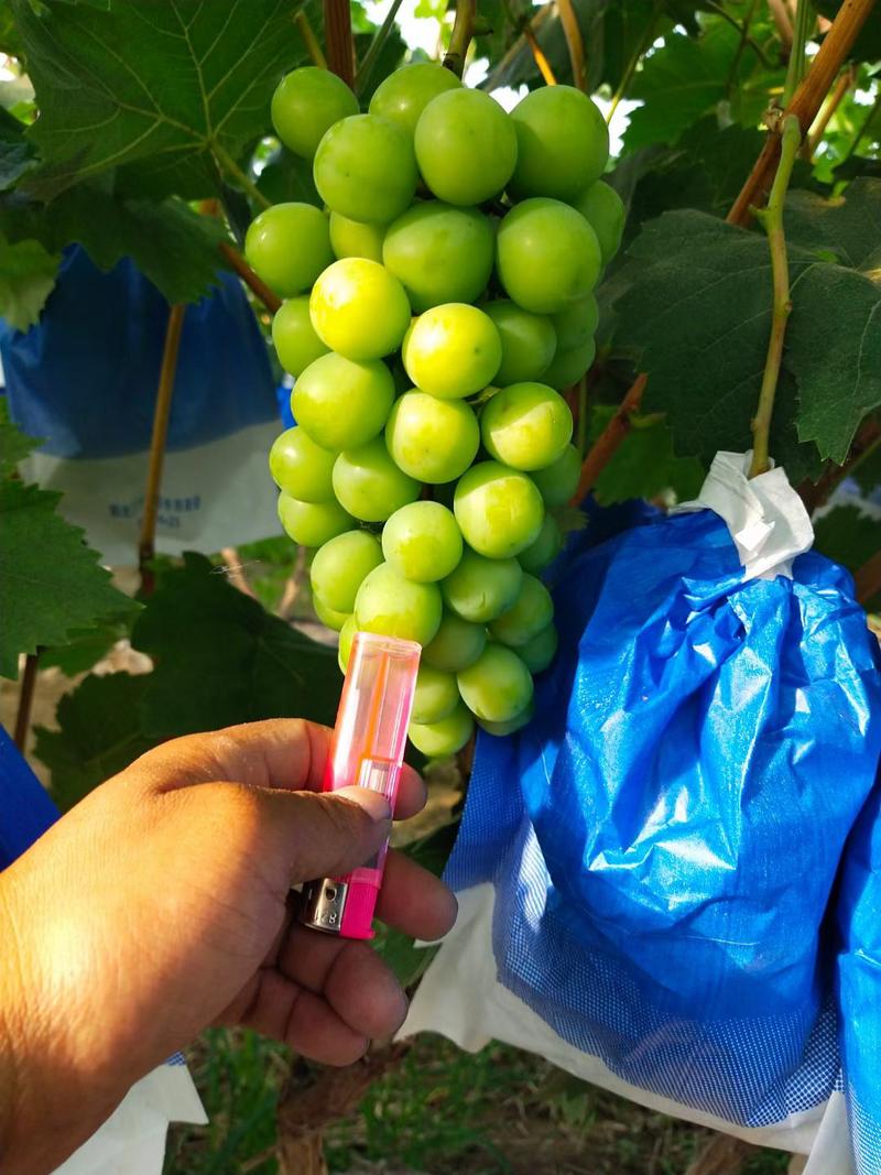 阳光玫瑰葡萄大量上市，产地直供，一手货源可视频看货