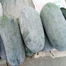 灰冬瓜（新鲜灰冬瓜现货供应）