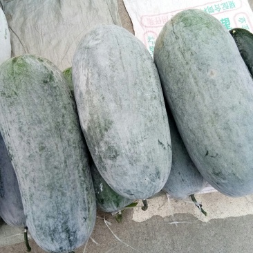 灰冬瓜（新鲜灰冬瓜现货供应）