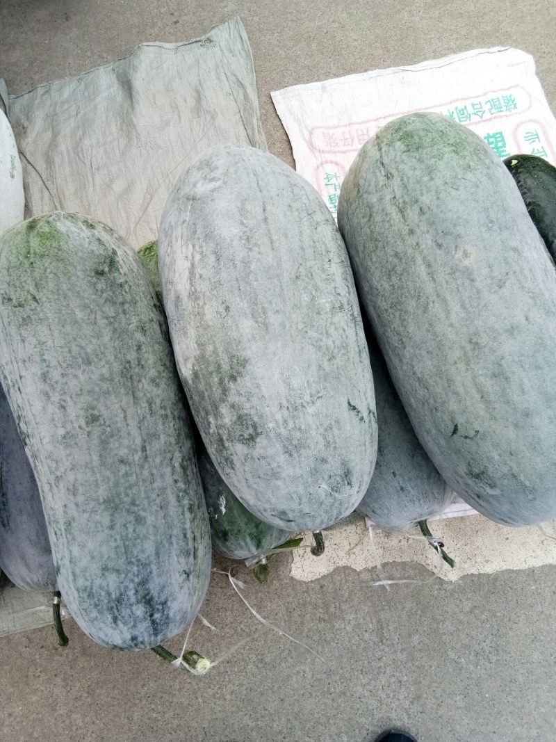 灰冬瓜（新鲜灰冬瓜现货供应）