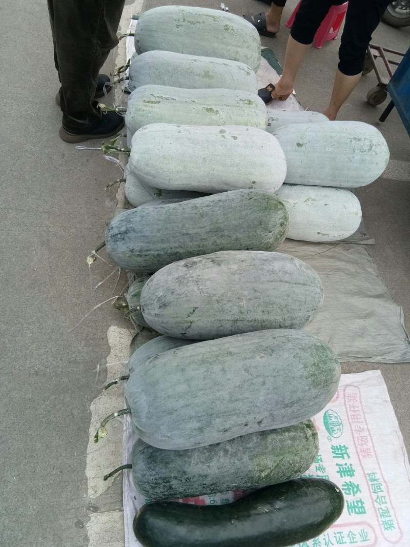 灰冬瓜（新鲜灰冬瓜现货供应）