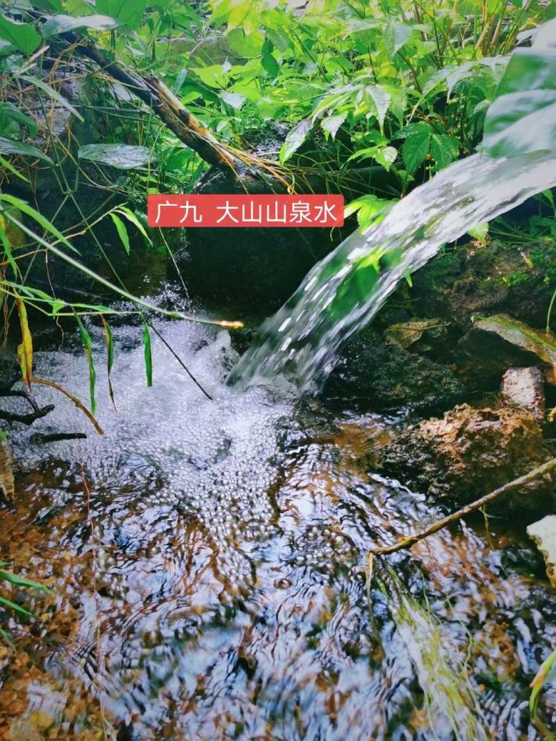 九龙黄金豆腐，山泉水制作，囗感嫩滑，豆香盈口！