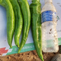 大量冷棚精品太空椒，牛角椒上市。地址大同市大同县南六庄村