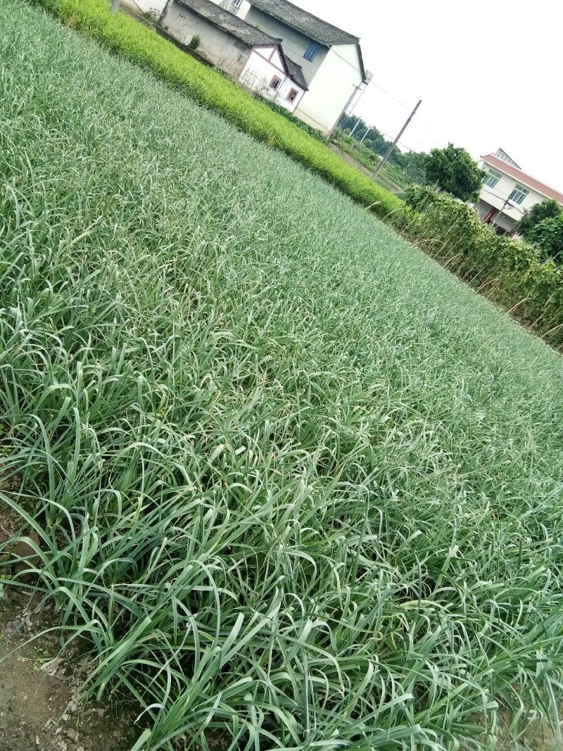 蒜苗（新鮮蒜苗現貨）