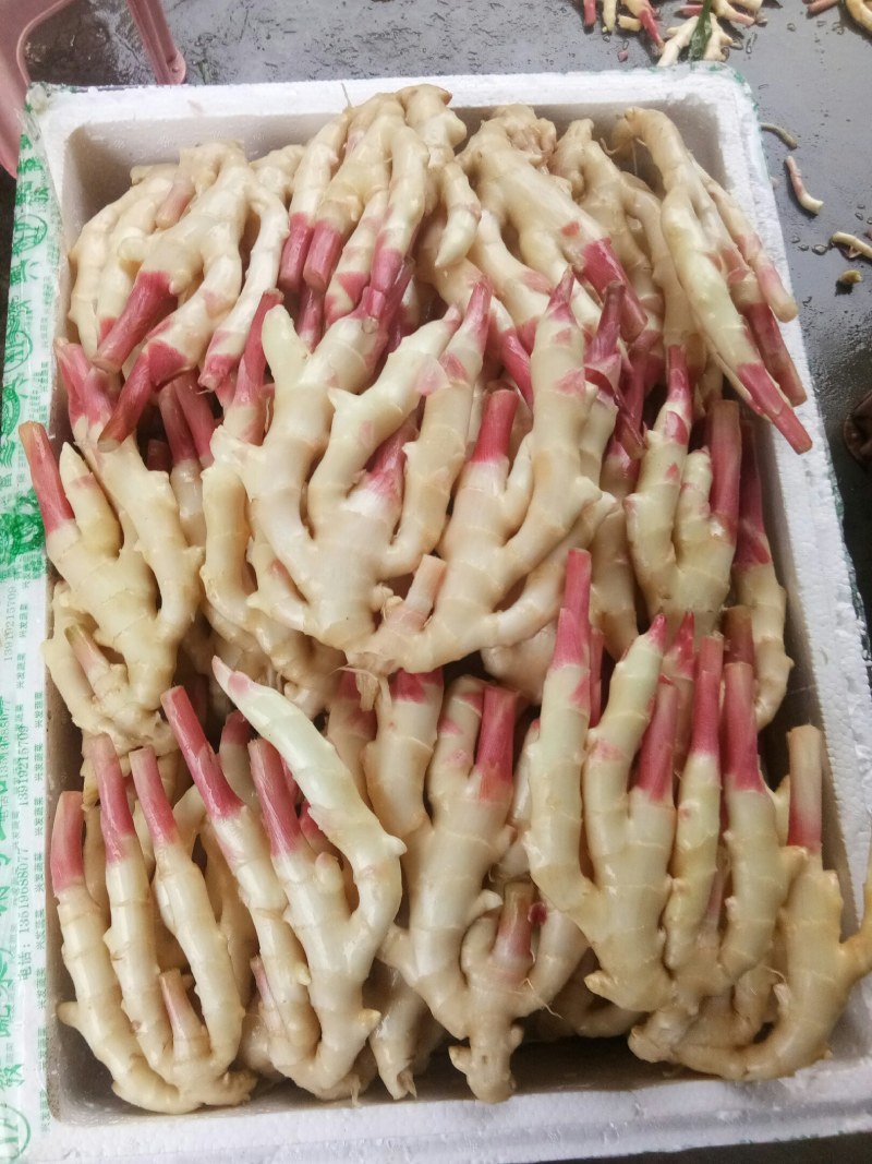 生姜（新鲜生姜现货供应）