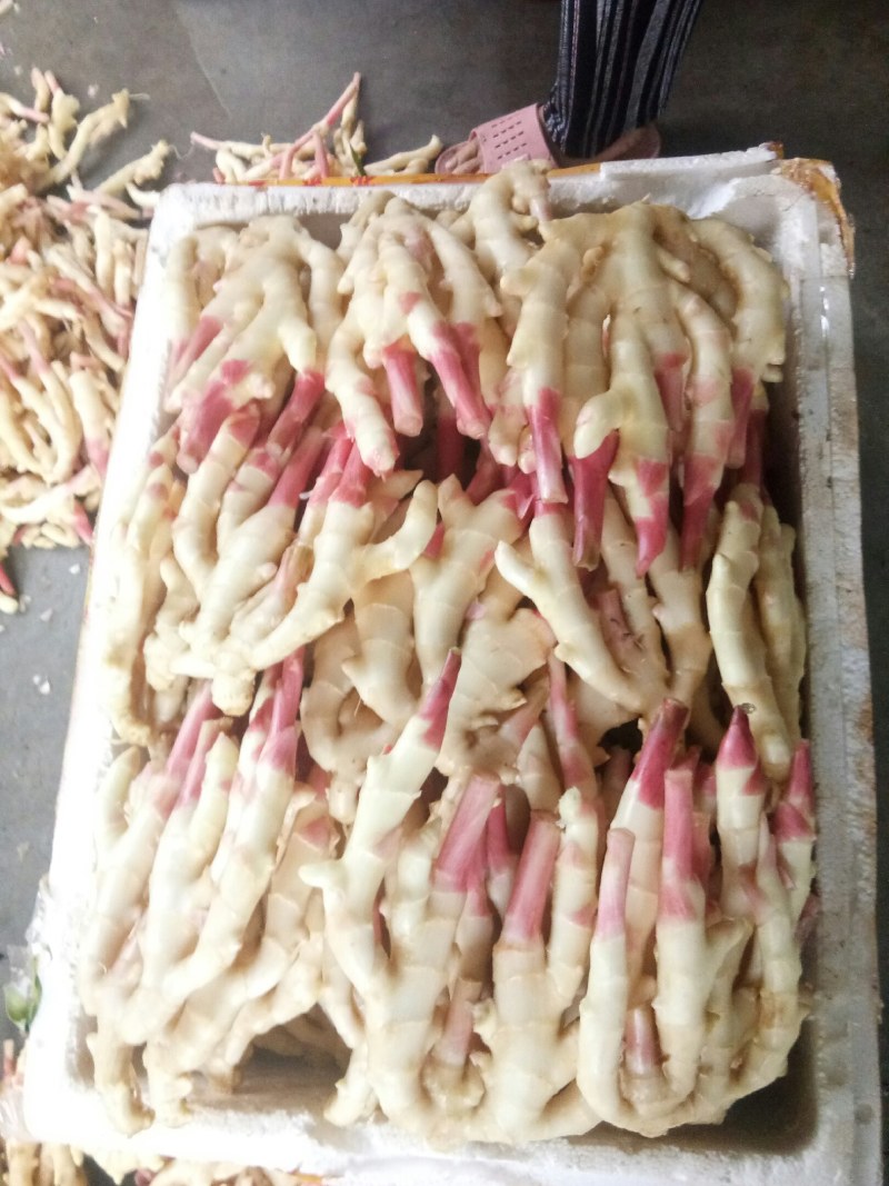 生姜（新鲜生姜现货供应）