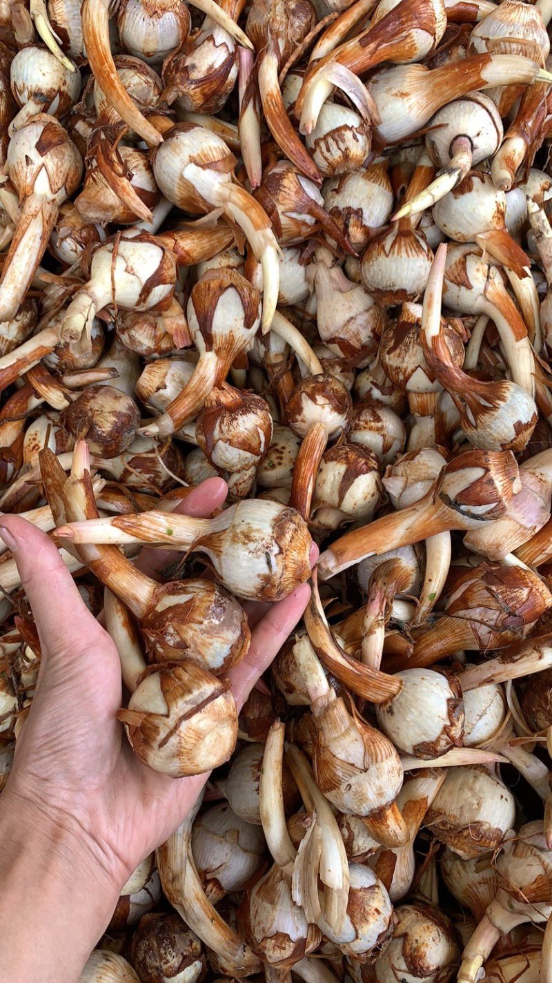 云南精品大中小茨菇大量上市电商市场欢迎来电合作