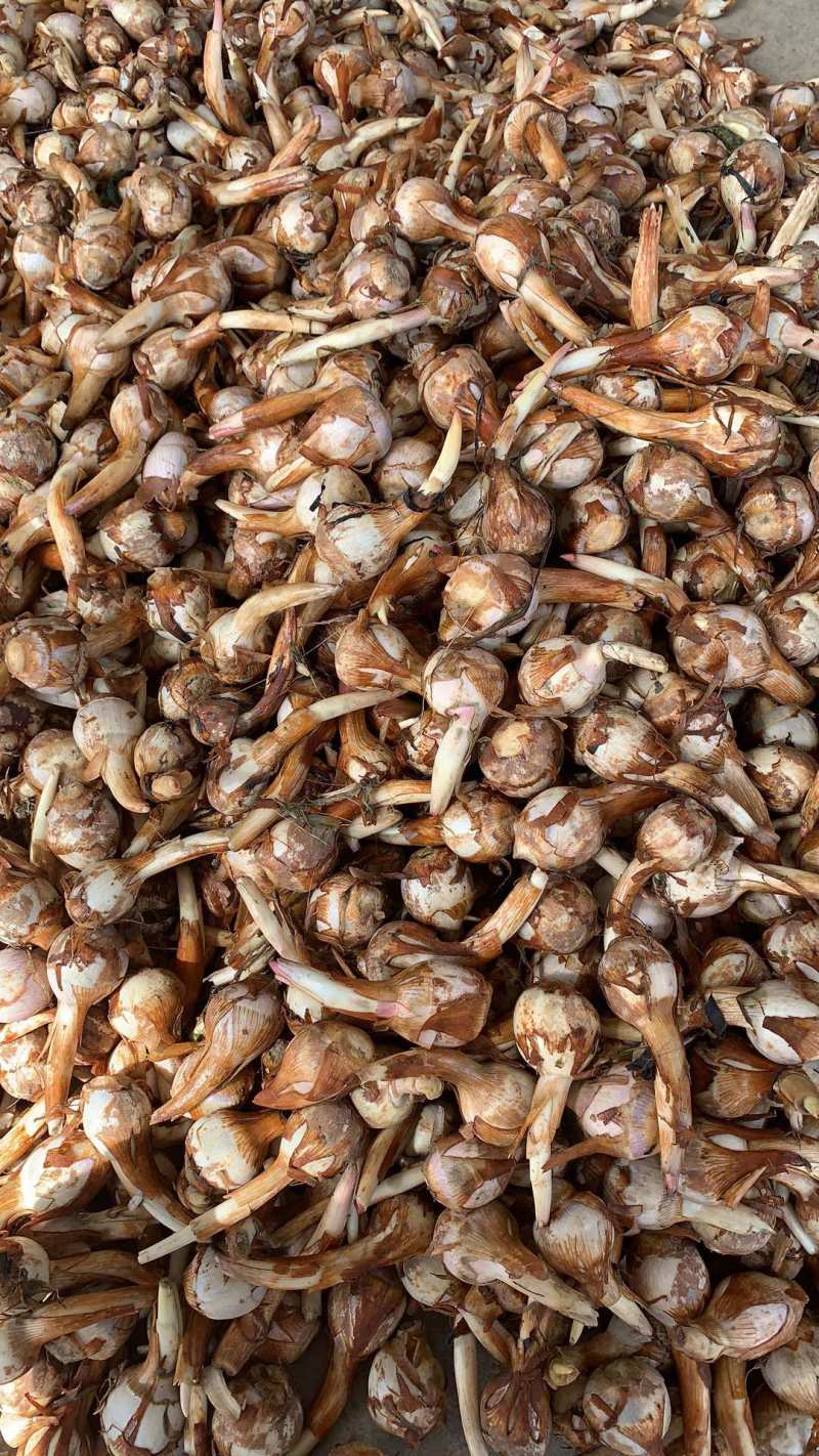 云南精品大中小茨菇大量上市电商市场欢迎来电合作