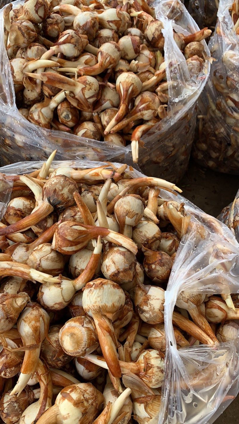 云南精品大中小茨菇大量上市电商市场欢迎来电合作