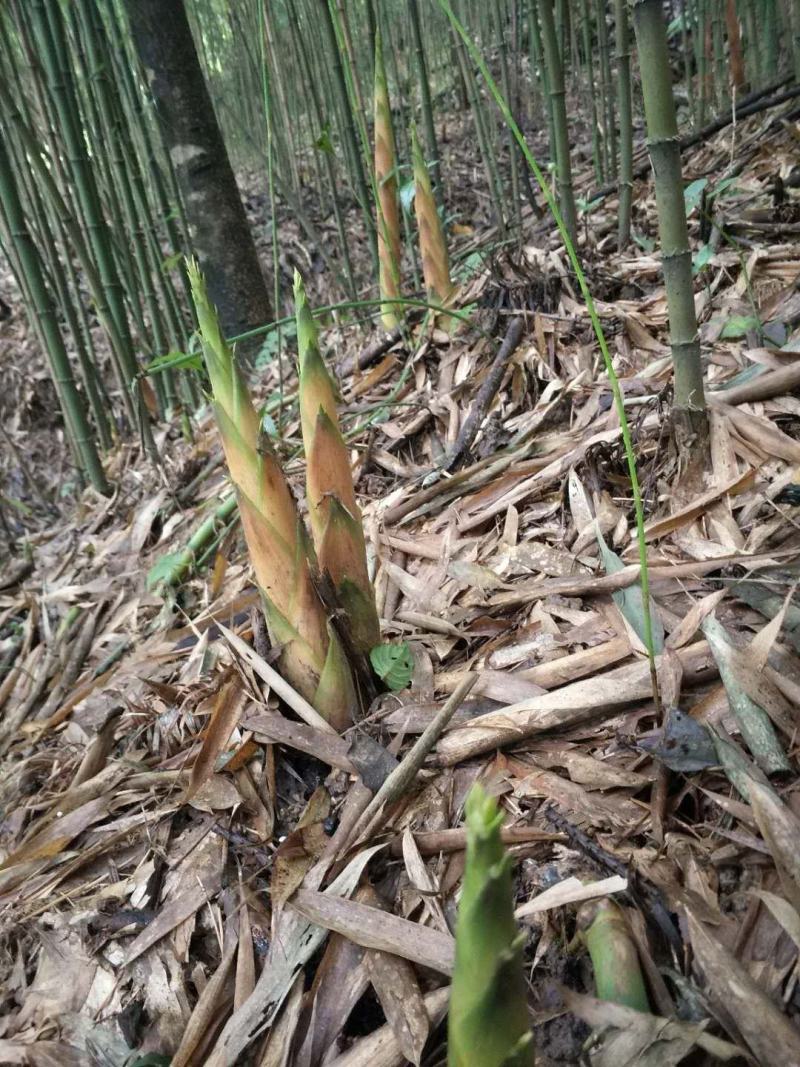 八月笋毛壳笋