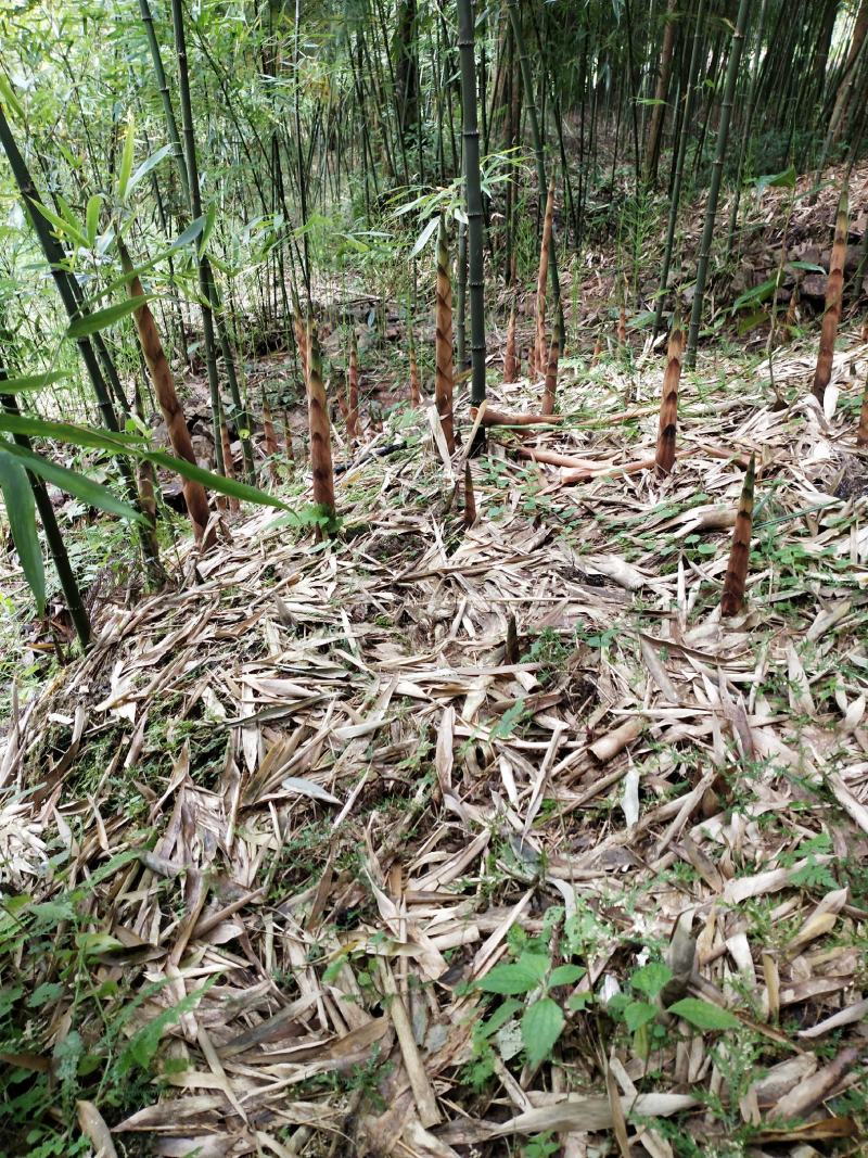 八月笋毛壳笋