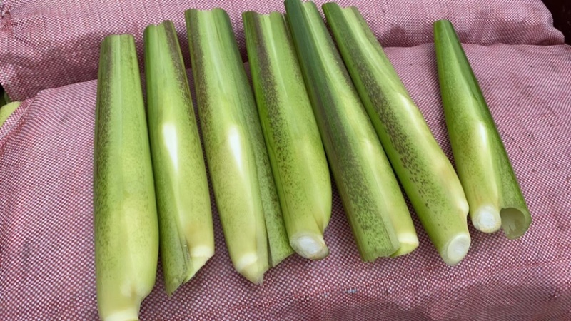 茭白
