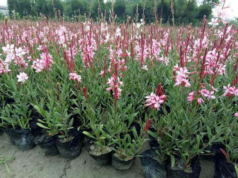 新品花山桃草种子四季播种开花阳台盆栽室外庭院易活花卉种子