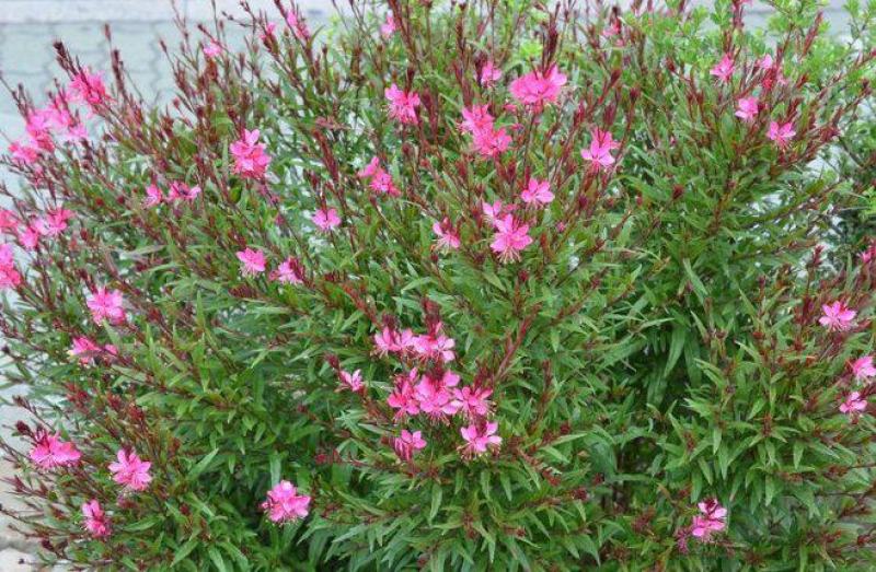 新品花山桃草种子四季播种开花阳台盆栽室外庭院易活花卉种子
