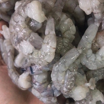 厂批全规格AB级原料虾仁，虾，凤尾虾，加工原料半成可订做
