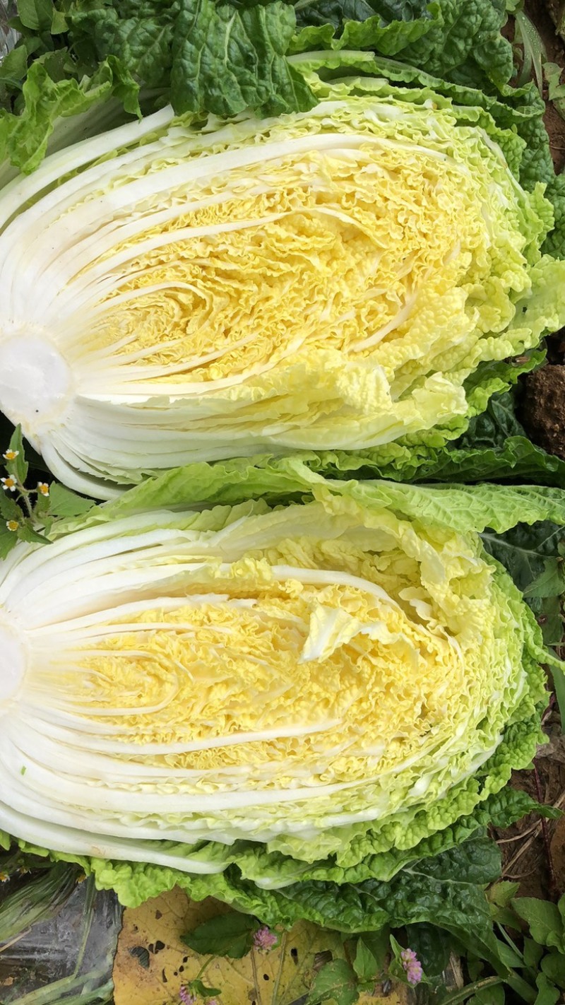 白菜，大白菜，产地直发，支持工厂加工