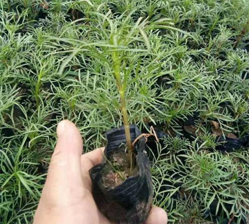 波斯菊花盆栽格桑花苗四季开花易活植物庭院室外花卉