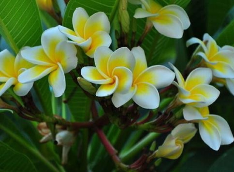 绿植鸡蛋花盆栽花卉绿植珍贵花卉浓香型鸡蛋花树苗夏季开花