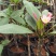 绿植鸡蛋花盆栽花卉绿植珍贵花卉浓香型鸡蛋花树苗夏季开花