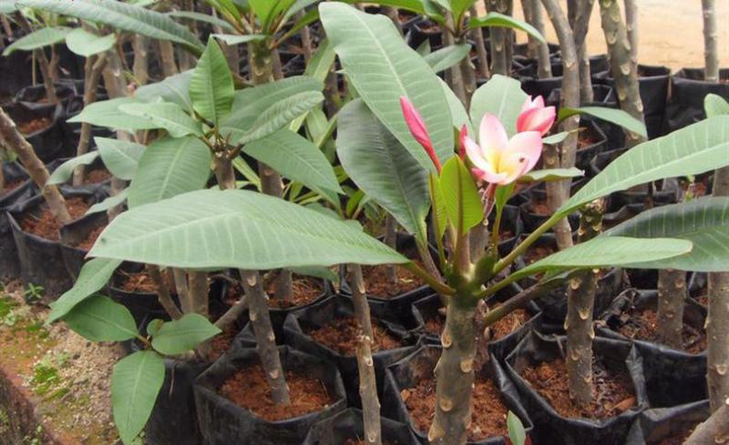 绿植鸡蛋花盆栽花卉绿植珍贵花卉浓香型鸡蛋花树苗夏季开花