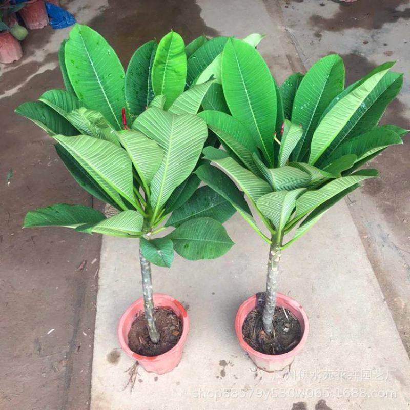 绿植鸡蛋花盆栽花卉绿植珍贵花卉浓香型鸡蛋花树苗夏季开花
