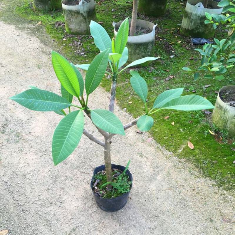 绿植鸡蛋花盆栽花卉绿植珍贵花卉浓香型鸡蛋花树苗夏季开花