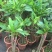 绿植鸡蛋花盆栽花卉绿植珍贵花卉浓香型鸡蛋花树苗夏季开花