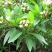 绿植鸡蛋花盆栽花卉绿植珍贵花卉浓香型鸡蛋花树苗夏季开花