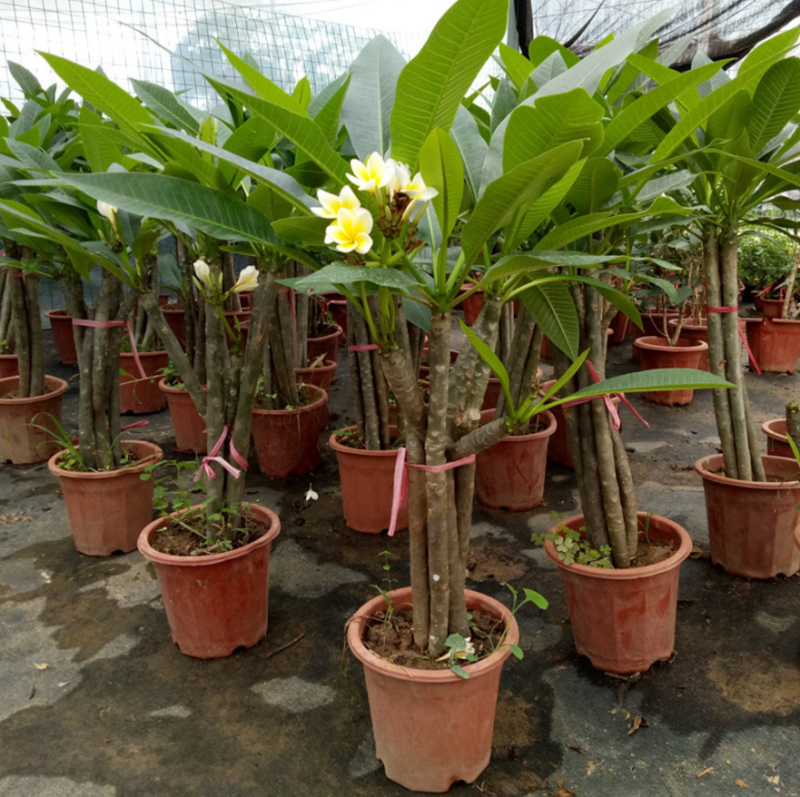 绿植鸡蛋花盆栽花卉绿植珍贵花卉浓香型鸡蛋花树苗夏季开花