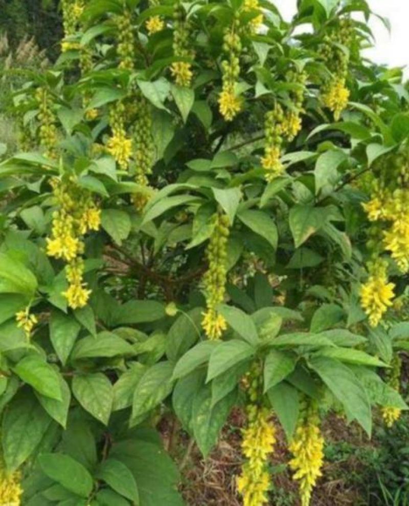 黄花倒水莲种子倒吊黄花大远志王月茶药材种子