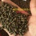 黄花倒水莲种子倒吊黄花大远志王月茶药材种子