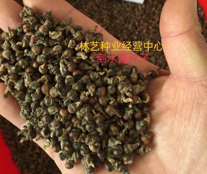 黄花倒水莲种子倒吊黄花大远志王月茶药材种子